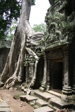The giant tree at Ta prohm(Angkor}